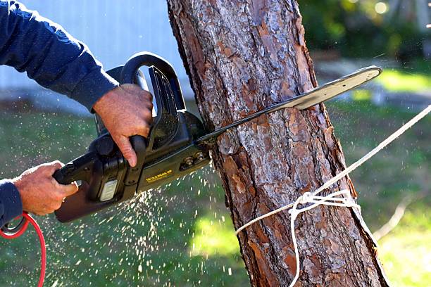 Trusted Oswego, IL Tree Services Experts