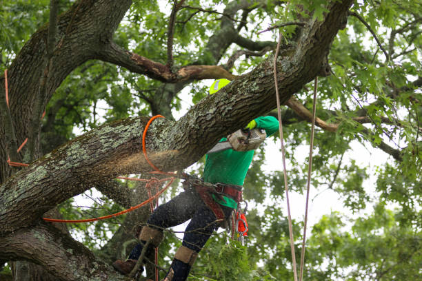 Best Tree Removal Service  in Oswego, IL