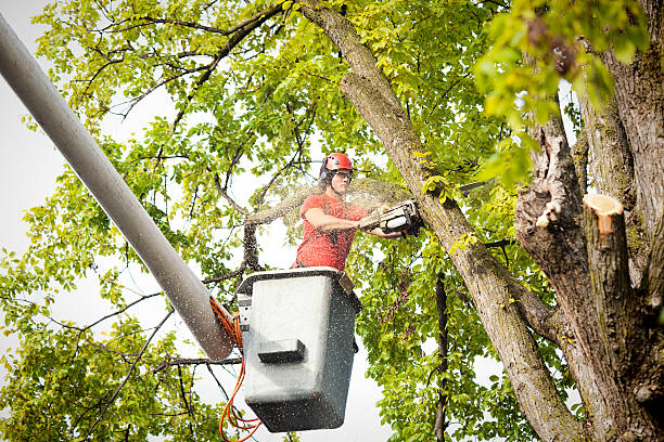 How Our Tree Care Process Works  in  Oswego, IL