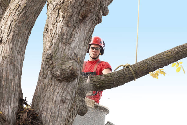 Best Hedge Trimming  in Oswego, IL